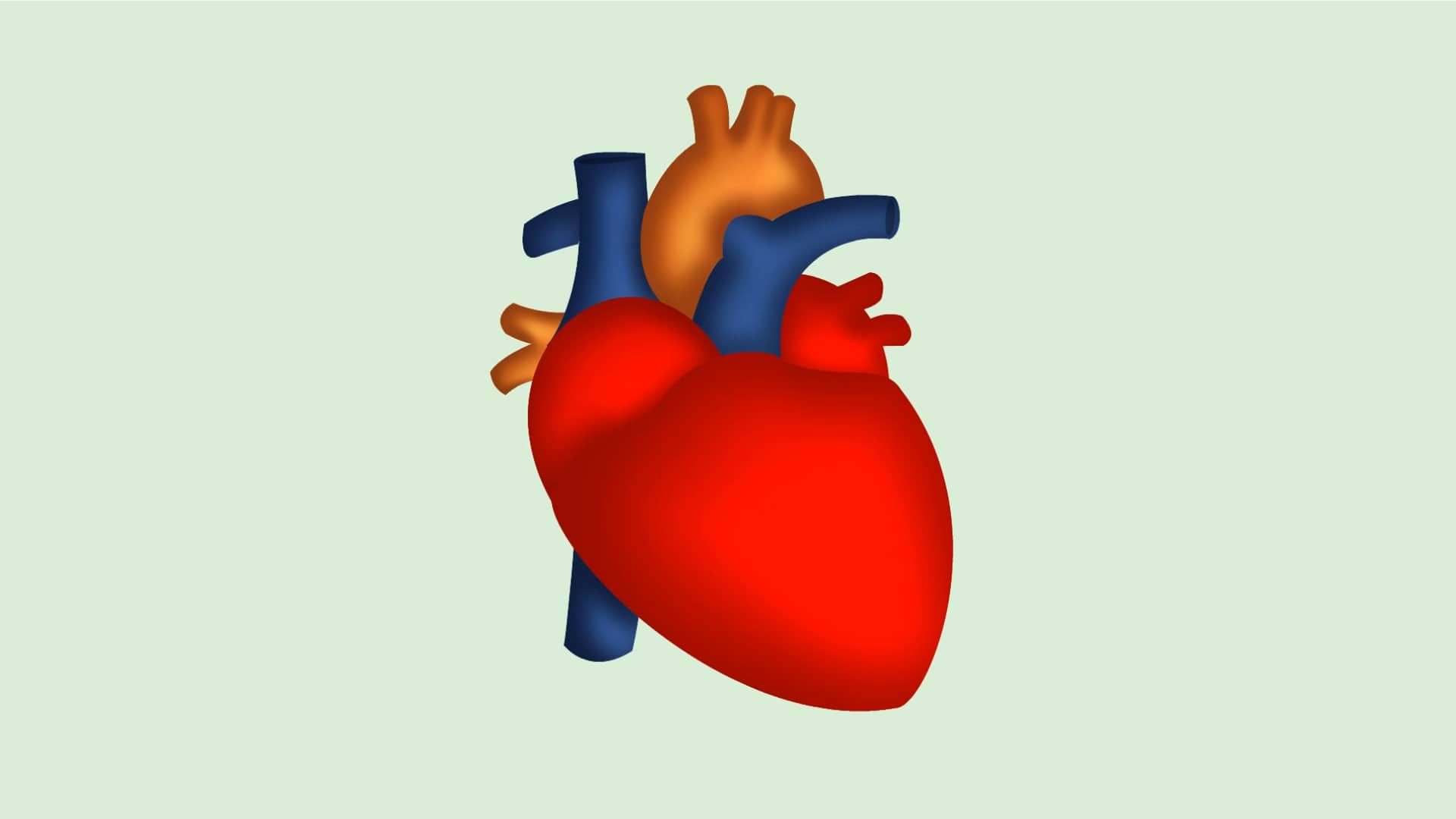 The Anatomy Of A Heart - Central Georgia Heart Center