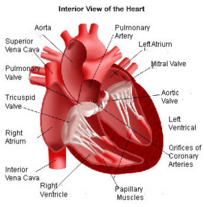 What Is Structural Heart Disease? - Central Georgia Heart Center